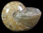 Polished Nautilus Fossil - Madagascar #67916-1